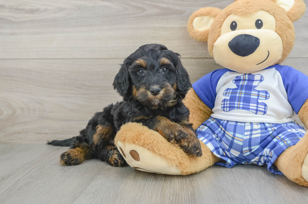 6 week old Mini Bernedoodle Puppy For Sale - Simply Southern Pups