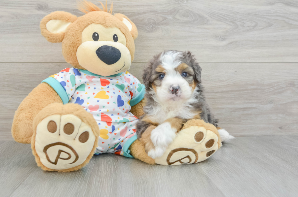 7 week old Mini Bernedoodle Puppy For Sale - Simply Southern Pups