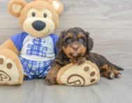 8 week old Mini Bernedoodle Puppy For Sale - Simply Southern Pups