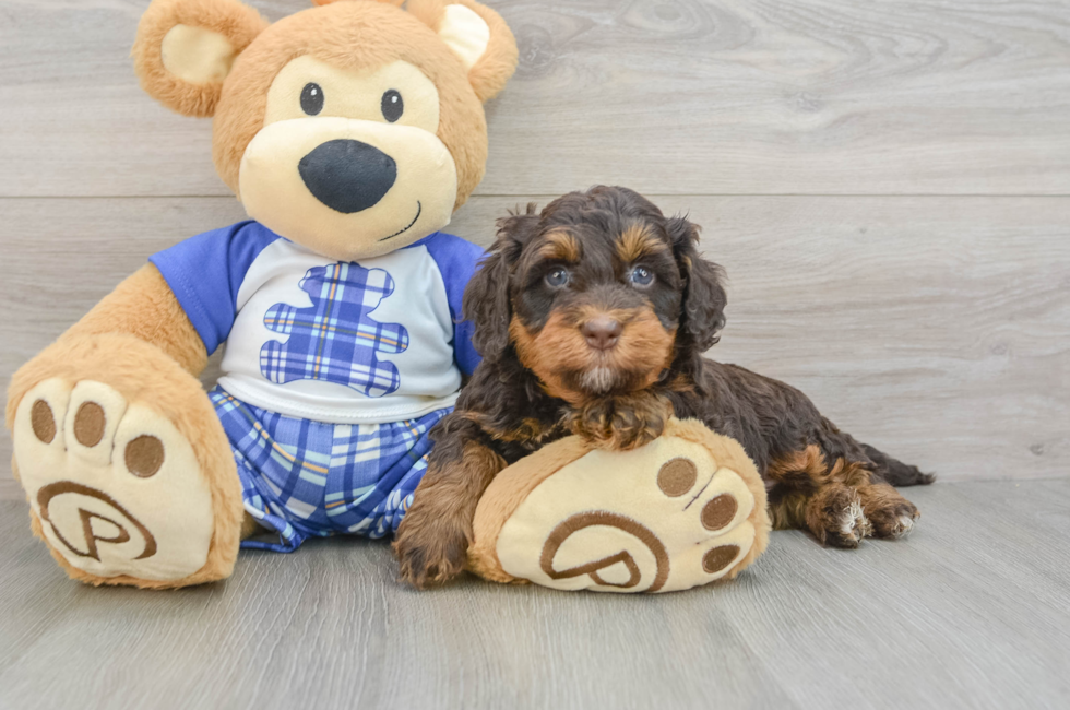 6 week old Mini Bernedoodle Puppy For Sale - Simply Southern Pups