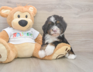 8 week old Mini Bernedoodle Puppy For Sale - Simply Southern Pups