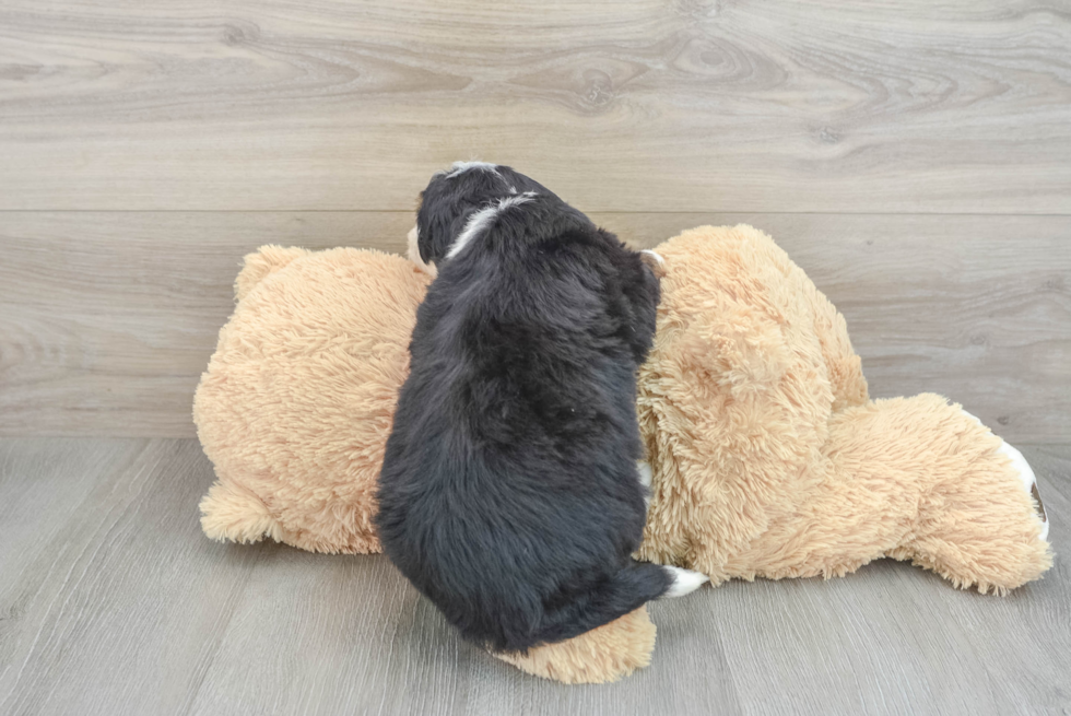 Funny Mini Bernedoodle Poodle Mix Pup