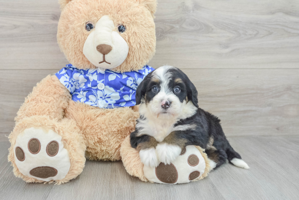 Mini Bernedoodle Puppy for Adoption