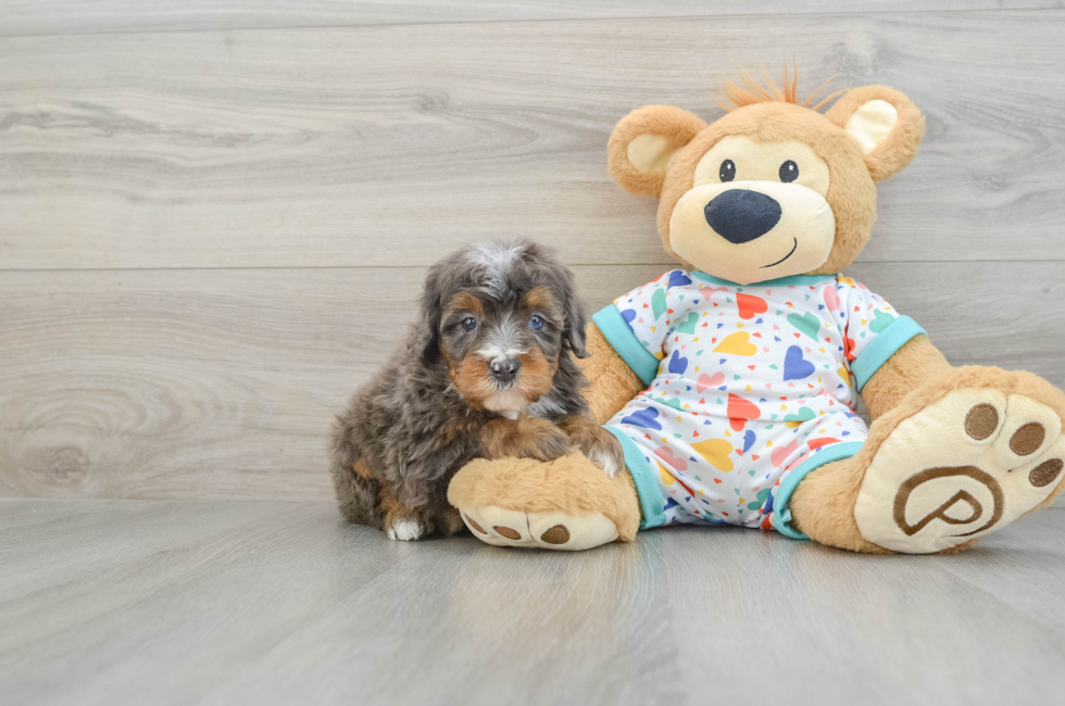 6 week old Mini Bernedoodle Puppy For Sale - Simply Southern Pups