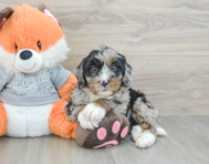 6 week old Mini Bernedoodle Puppy For Sale - Simply Southern Pups