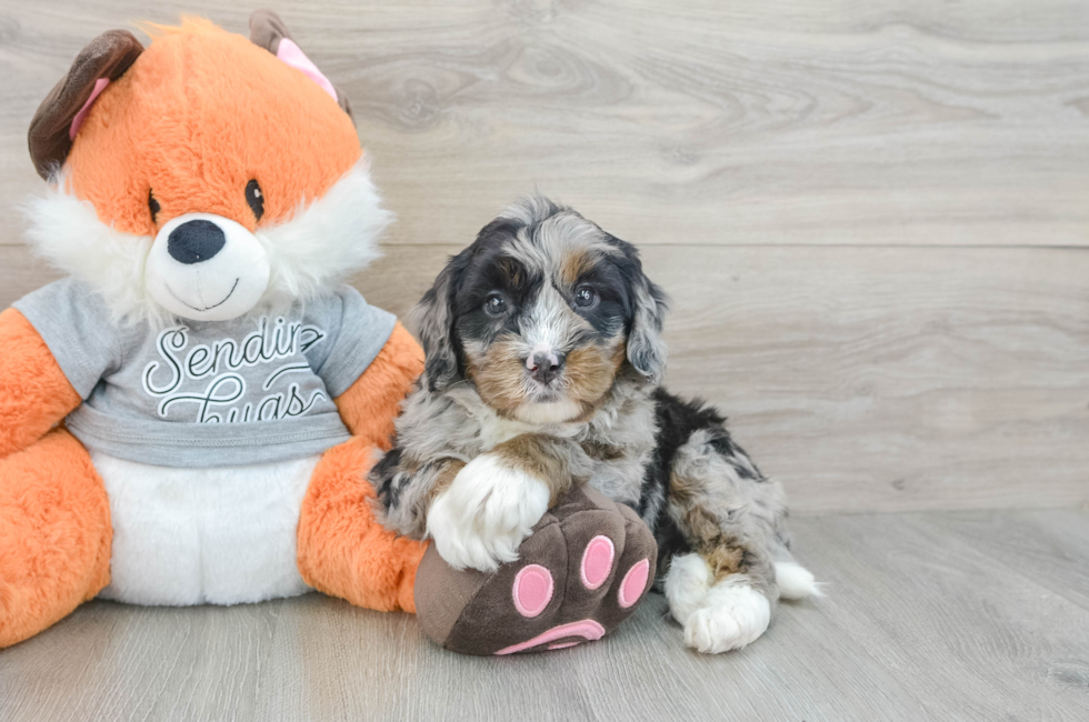6 week old Mini Bernedoodle Puppy For Sale - Simply Southern Pups