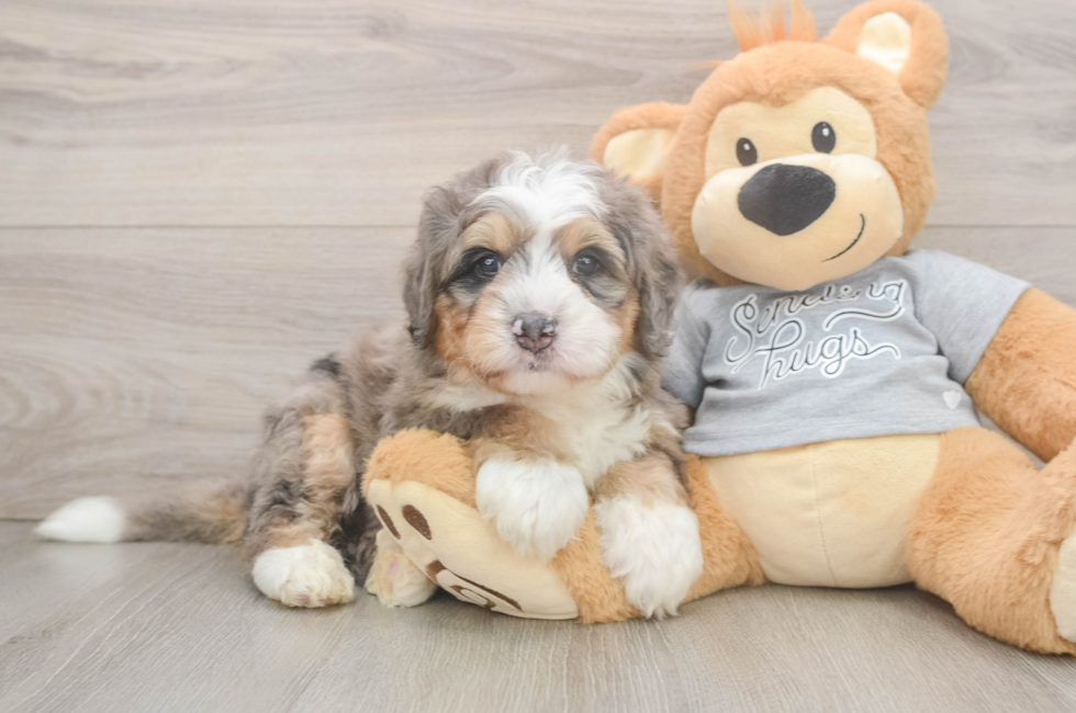 5 week old Mini Bernedoodle Puppy For Sale - Simply Southern Pups