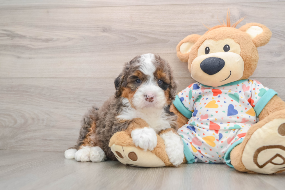 Mini Bernedoodle Puppy for Adoption