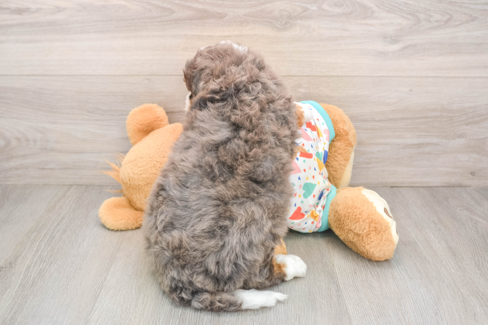 Mini Bernedoodle Puppy for Adoption