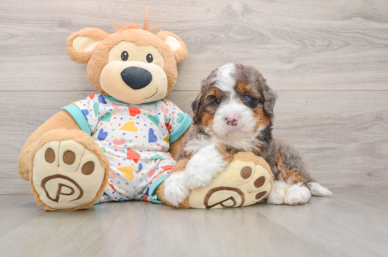 Adorable Mini Bernesedoodle Poodle Mix Puppy