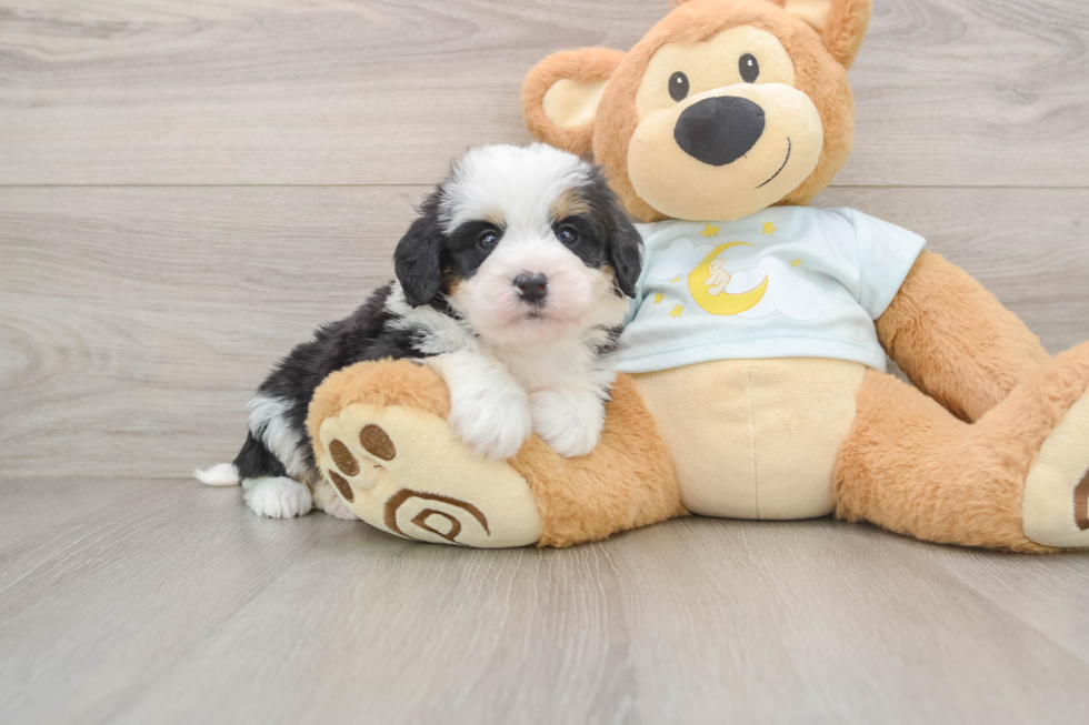 Playful Mini Berniedoodle Poodle Mix Puppy