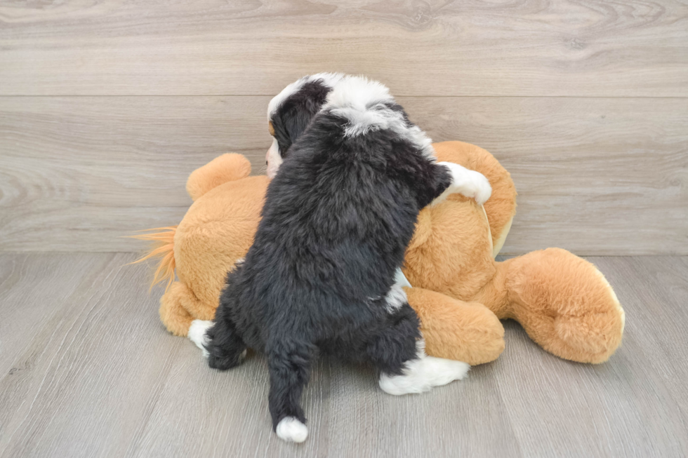 Mini Bernedoodle Puppy for Adoption