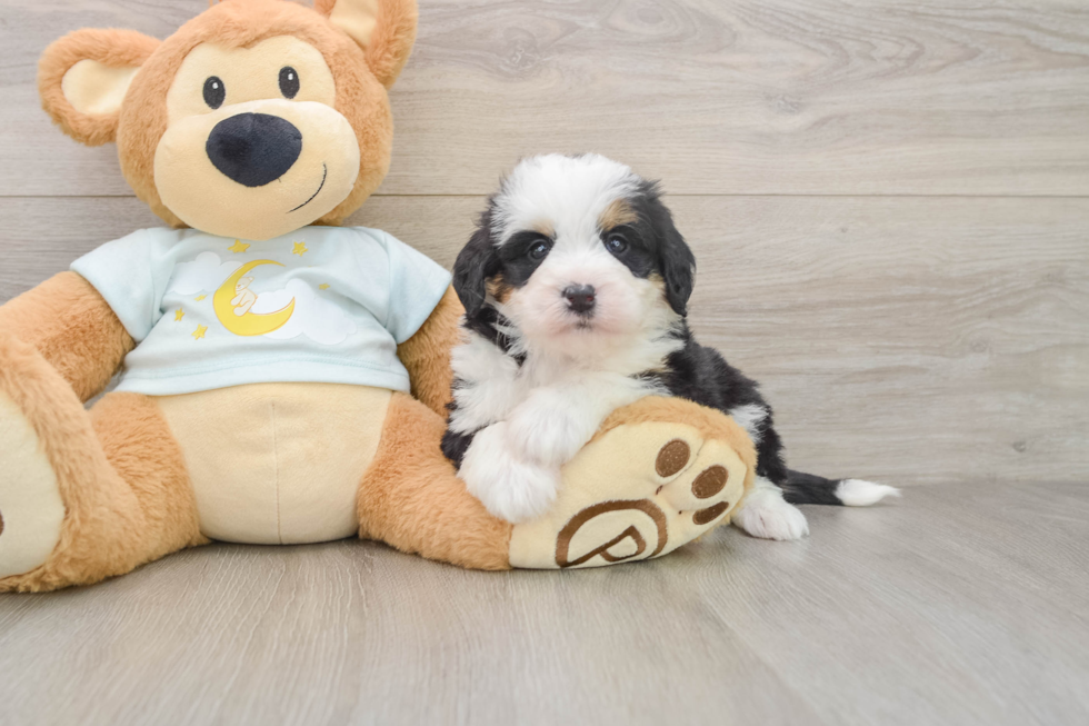 Smart Mini Bernedoodle Poodle Mix Pup