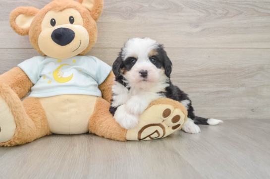 Smart Mini Bernedoodle Poodle Mix Pup