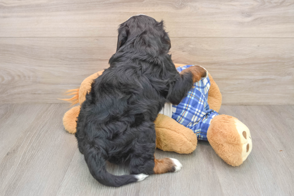 Fluffy Mini Bernedoodle Poodle Mix Pup