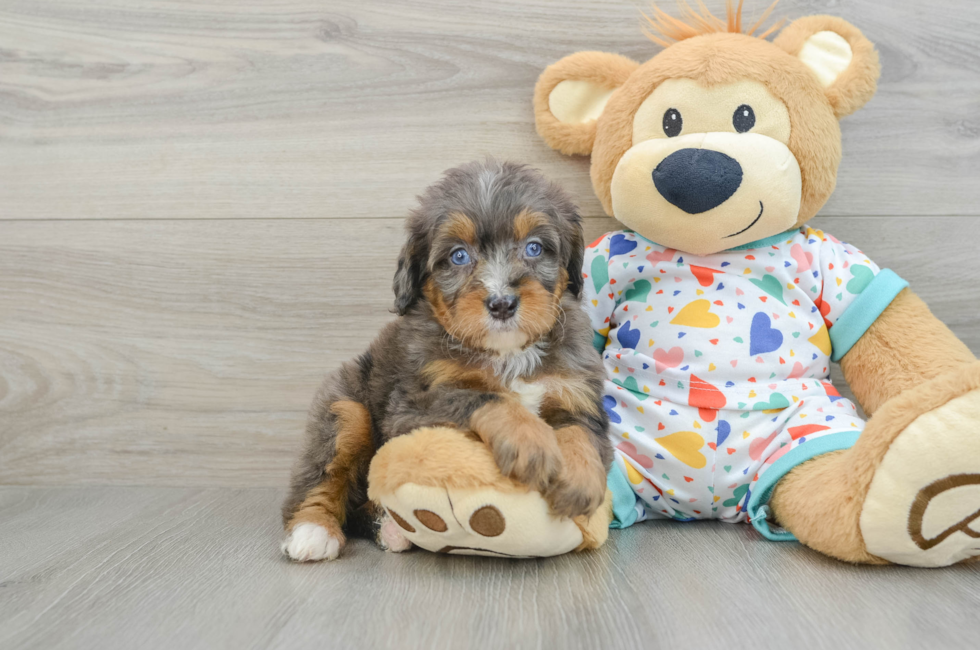 6 week old Mini Bernedoodle Puppy For Sale - Simply Southern Pups