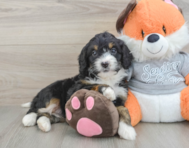 6 week old Mini Bernedoodle Puppy For Sale - Simply Southern Pups