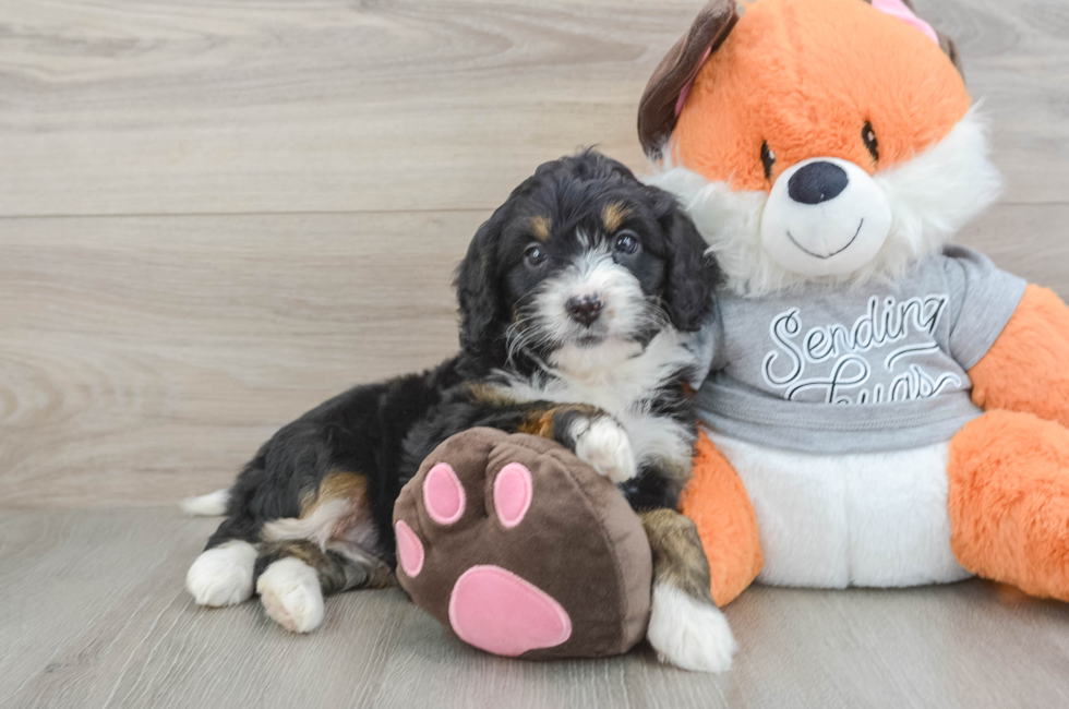 6 week old Mini Bernedoodle Puppy For Sale - Simply Southern Pups