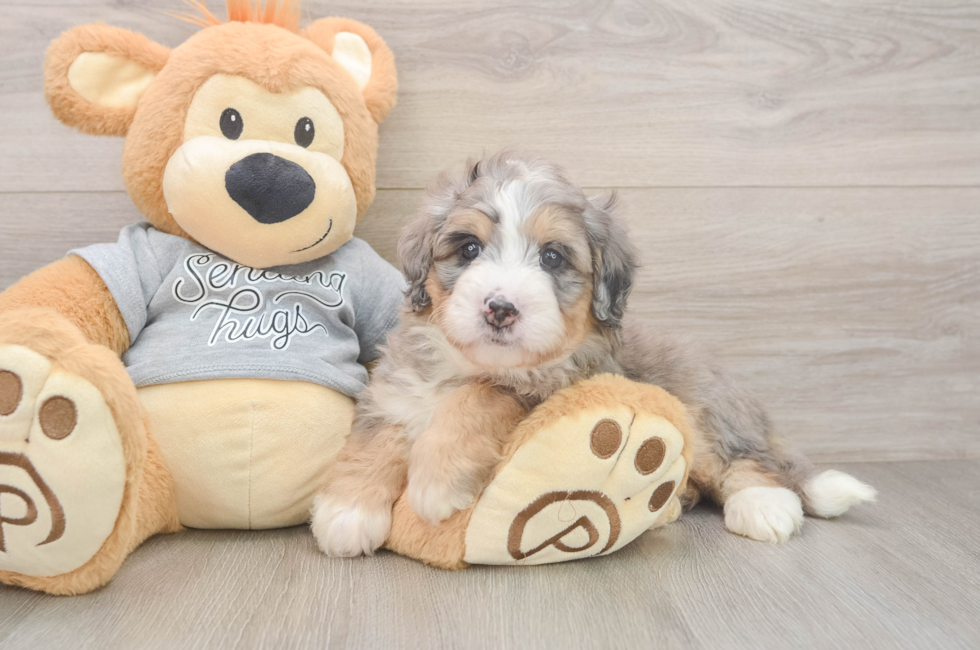5 week old Mini Bernedoodle Puppy For Sale - Simply Southern Pups
