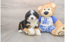 Happy Mini Bernedoodle Baby