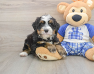 7 week old Mini Bernedoodle Puppy For Sale - Simply Southern Pups