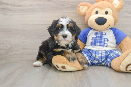 Mini Bernedoodle Puppy for Adoption