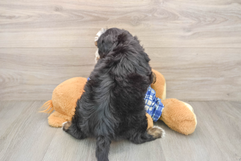 Mini Bernedoodle Puppy for Adoption