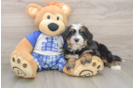 Hypoallergenic Mini Berniedoodle Poodle Mix Puppy