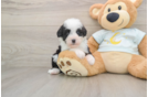 Funny Mini Bernedoodle Poodle Mix Pup