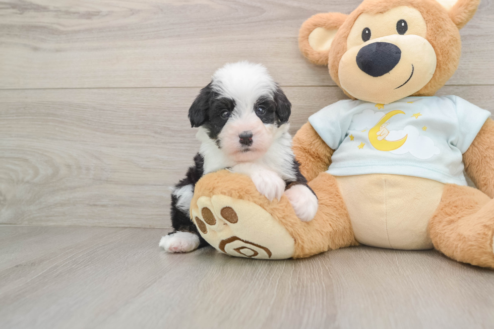 Funny Mini Bernedoodle Poodle Mix Pup