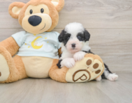 7 week old Mini Bernedoodle Puppy For Sale - Simply Southern Pups