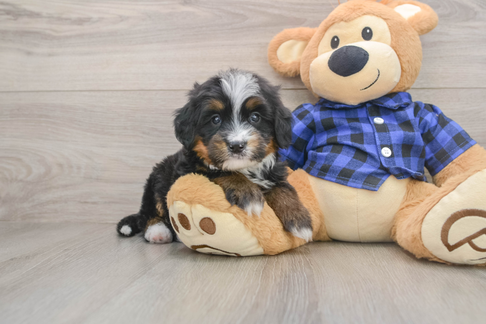 Energetic Mini Bernese Poodle Poodle Mix Puppy