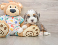 5 week old Mini Bernedoodle Puppy For Sale - Simply Southern Pups