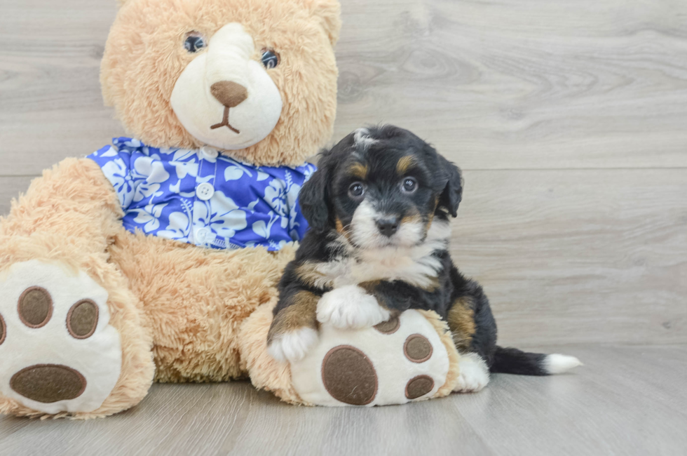 7 week old Mini Bernedoodle Puppy For Sale - Simply Southern Pups