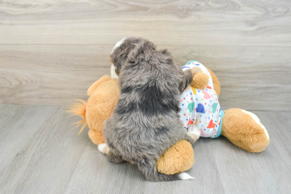 Mini Bernedoodle Pup Being Cute