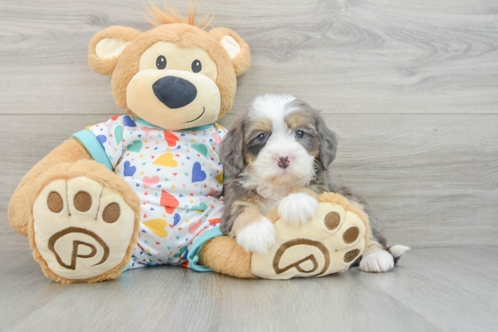 Sweet Mini Bernedoodle Baby