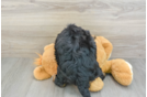 Mini Bernedoodle Puppy for Adoption