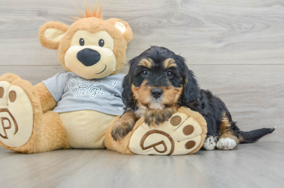 8 week old Mini Bernedoodle Puppy For Sale - Simply Southern Pups