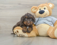 8 week old Mini Bernedoodle Puppy For Sale - Simply Southern Pups
