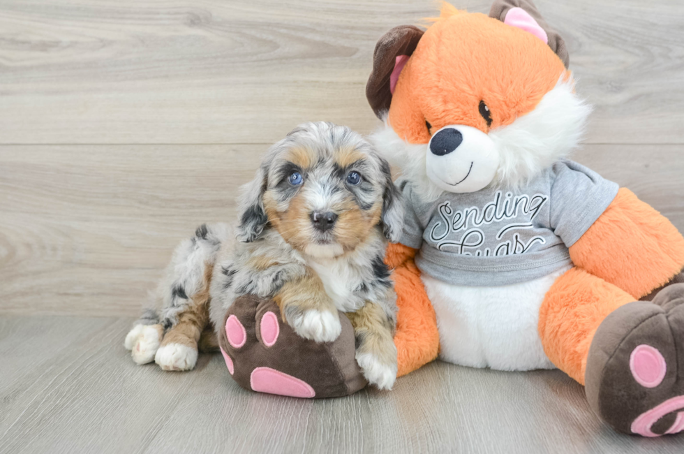 6 week old Mini Bernedoodle Puppy For Sale - Simply Southern Pups