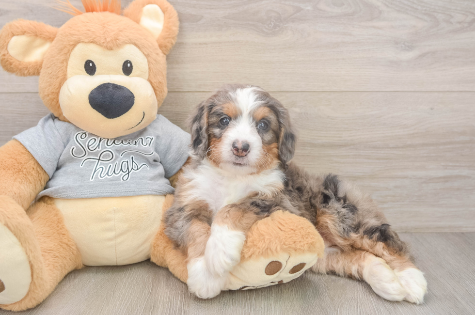 5 week old Mini Bernedoodle Puppy For Sale - Simply Southern Pups