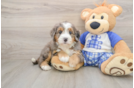 Mini Bernedoodle Puppy for Adoption