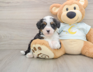 7 week old Mini Bernedoodle Puppy For Sale - Simply Southern Pups