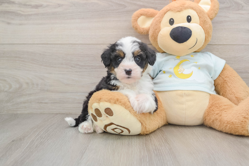 Mini Bernedoodle Puppy for Adoption