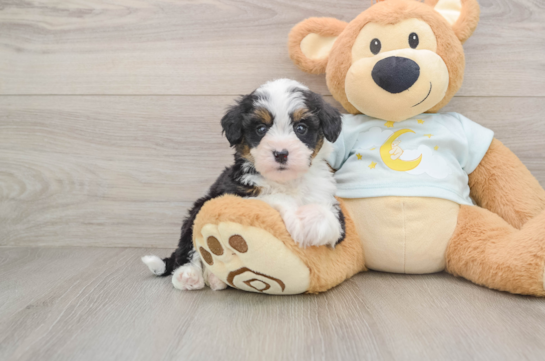 Mini Bernedoodle Puppy for Adoption