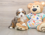 5 week old Mini Bernedoodle Puppy For Sale - Simply Southern Pups