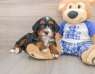 7 week old Mini Bernedoodle Puppy For Sale - Simply Southern Pups