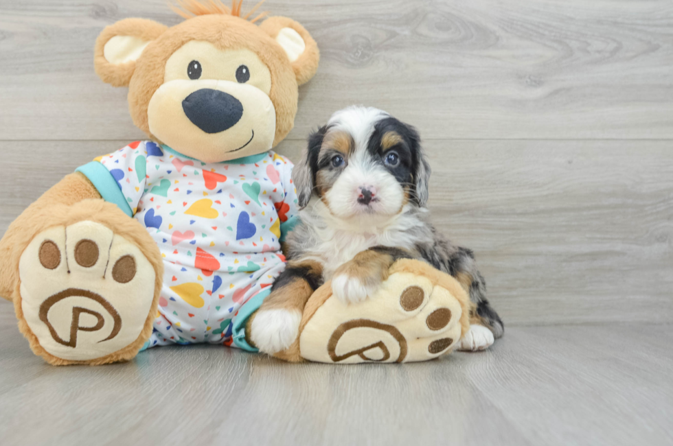 6 week old Mini Bernedoodle Puppy For Sale - Simply Southern Pups