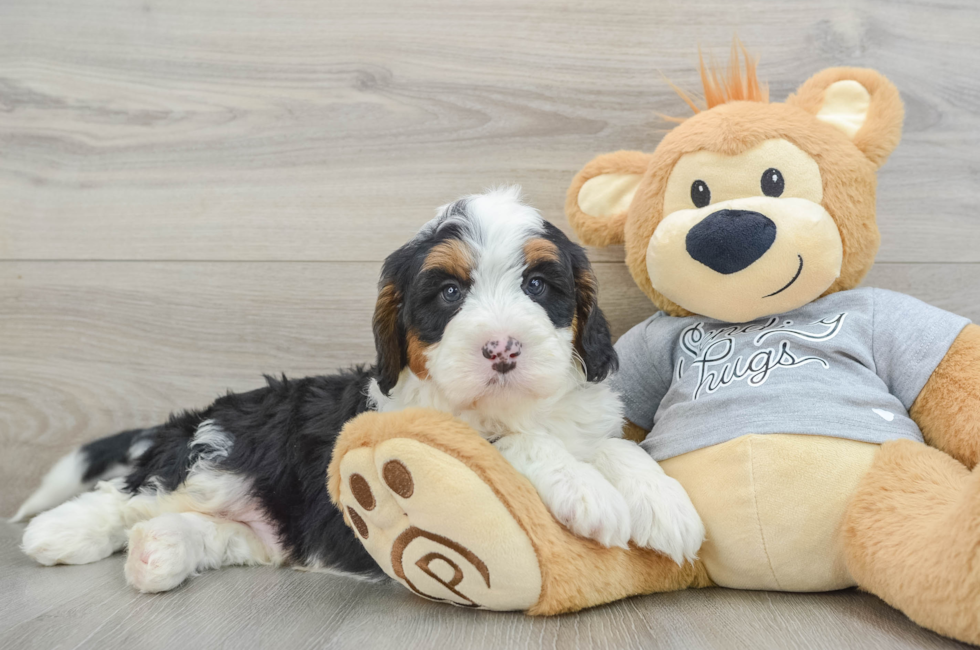 8 week old Mini Bernedoodle Puppy For Sale - Simply Southern Pups