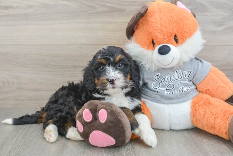 Mini Bernedoodle Puppy for Adoption